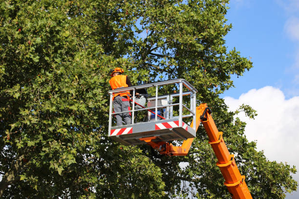 Reliable Ponderay, ID  Tree Services Solutions